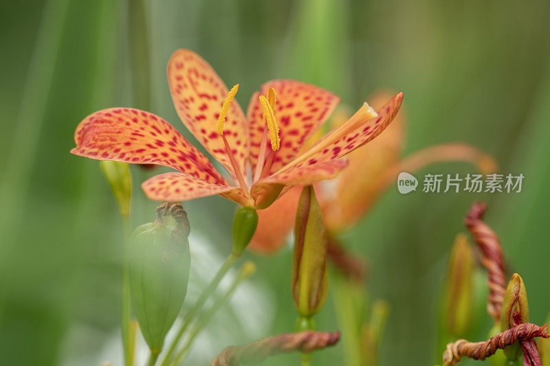 鸢尾花