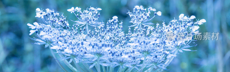 在田野里种植欧芹