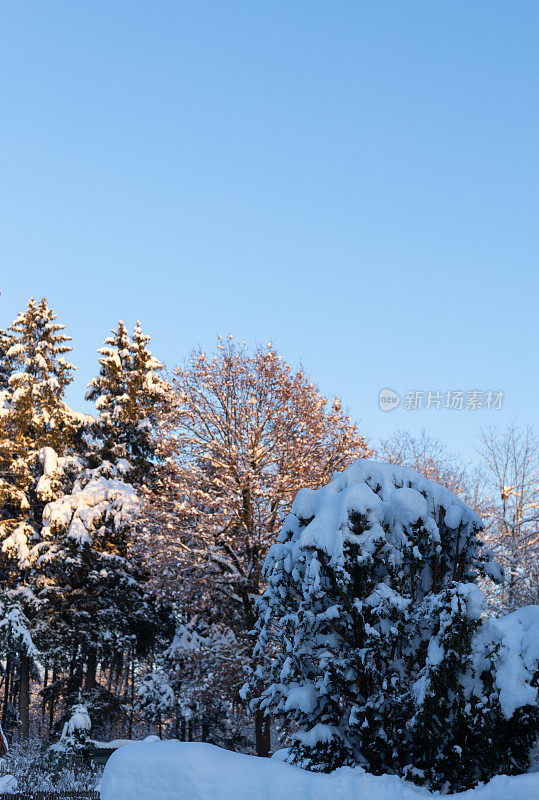 冬日里，阳光明媚的冬日里，白雪覆盖的树冠覆盖着厚厚的雪毯