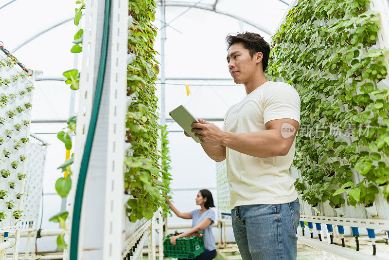 可持续经济——亚洲中国男性农民利用技术评估作物质量