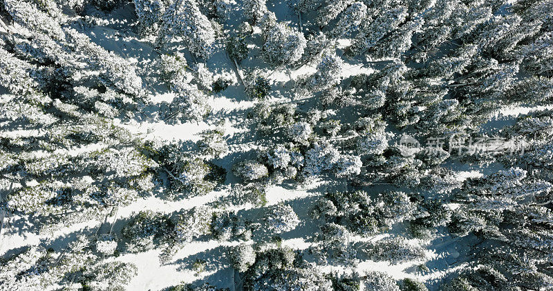 落基山脉被雪覆盖的树木的俯视图