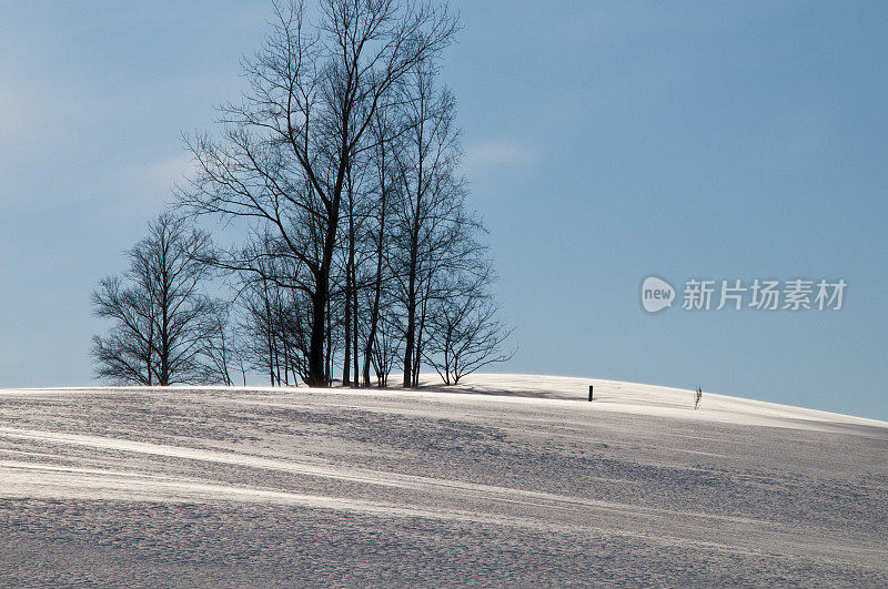 冬天的小山丘和小树林都洒上了融雪剂