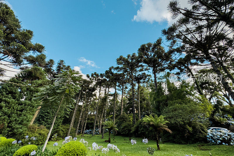 南里奥格兰德州格拉多的阿劳卡里亚斯美景