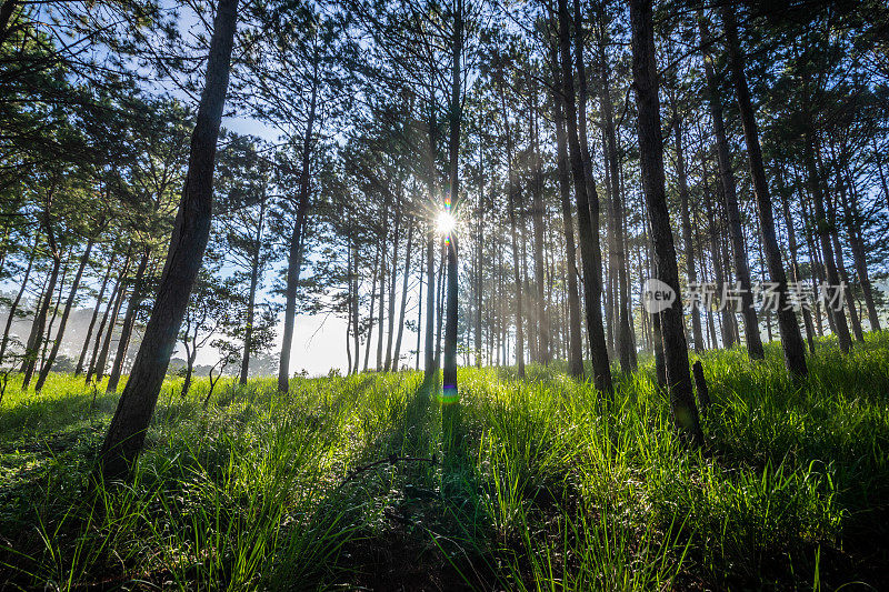 在大叻的松林里，绿草弯弯曲曲的弯角下，阳光透过薄雾照耀着大叻，一派神奇的景象，大叻风光秀丽