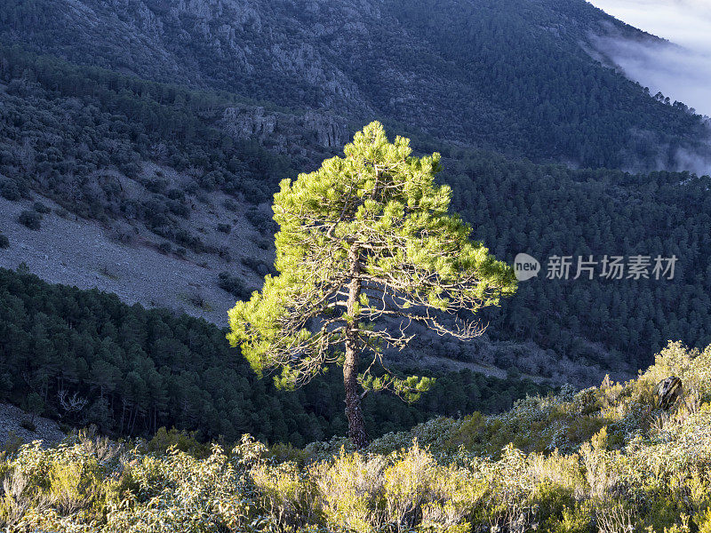 一棵能发出阳光的松树