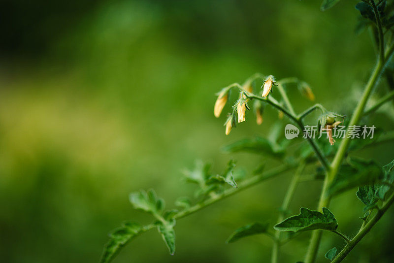 园子里绿叶丛中的番茄花和芽