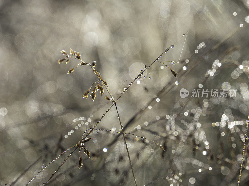 背上点燃了青草和露水