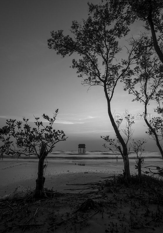 日出在海滩上孤独的栎树，天江省
