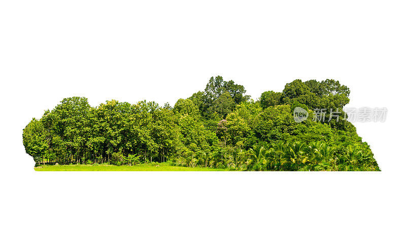 组绿色树孤立在白色背景。切断林木线。一排绿色的树木和灌木在夏天孤立在白色的背景上。ForestScene。高品质的剪切掩模。