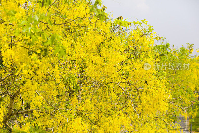 白冲的树顶盛开着金黄的花朵