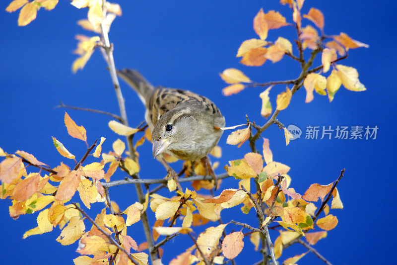 麻雀在秋天