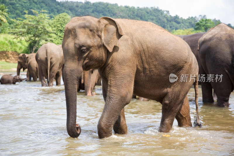 大象在河