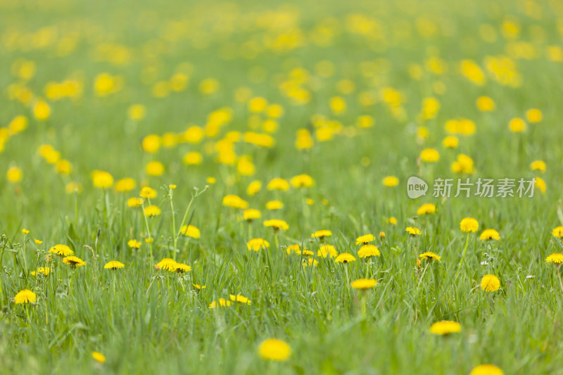 春天的蒲公英草地