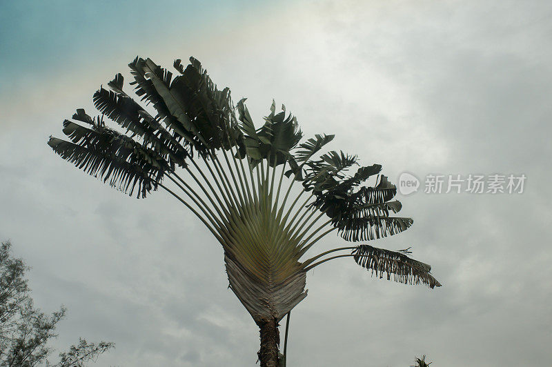 灰色天空背景上一棵孤零零的扇形棕榈树