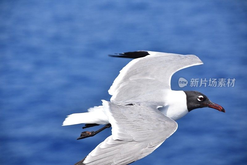 鸟从海上飞过