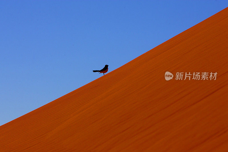 鸟在辛普森沙漠沙丘上飞行，南澳大利亚，澳大利亚