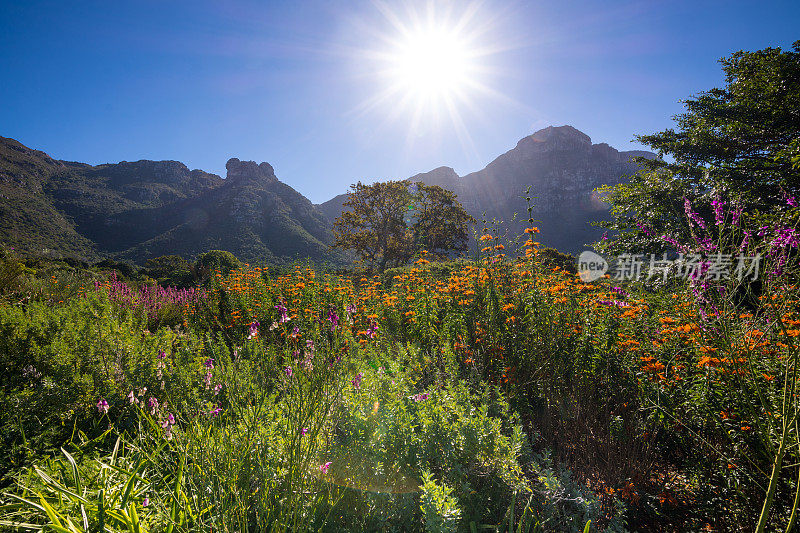 位于南非开普敦的Kirstenbosch植物园