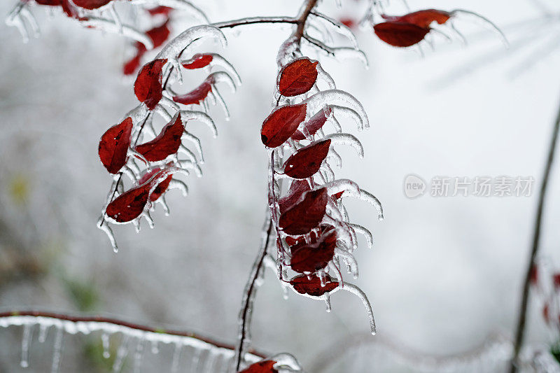 冻雨枝叶上的冰柱