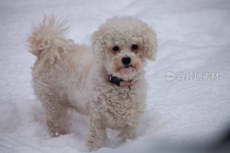 小白狗在雪中的肖像