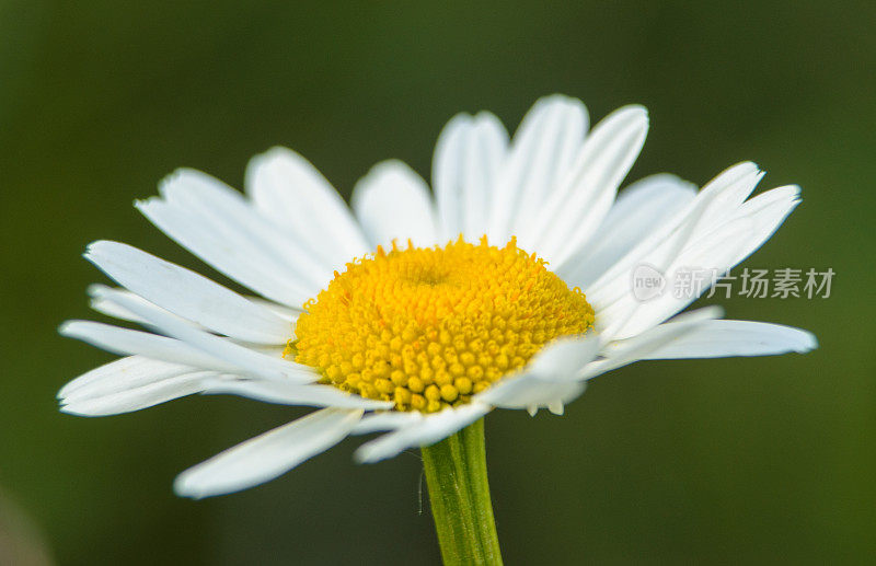 白色洋甘菊雏菊野花