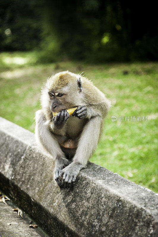 野生猴子与水果在槟城植物园