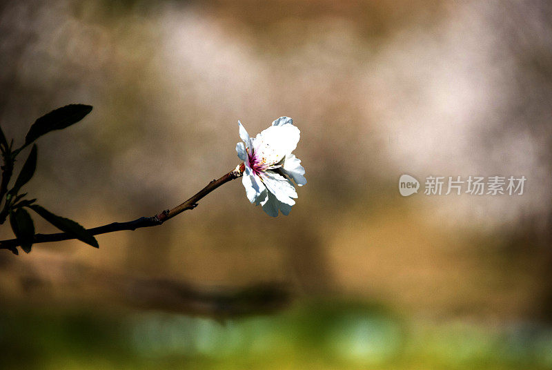 杏仁树开花