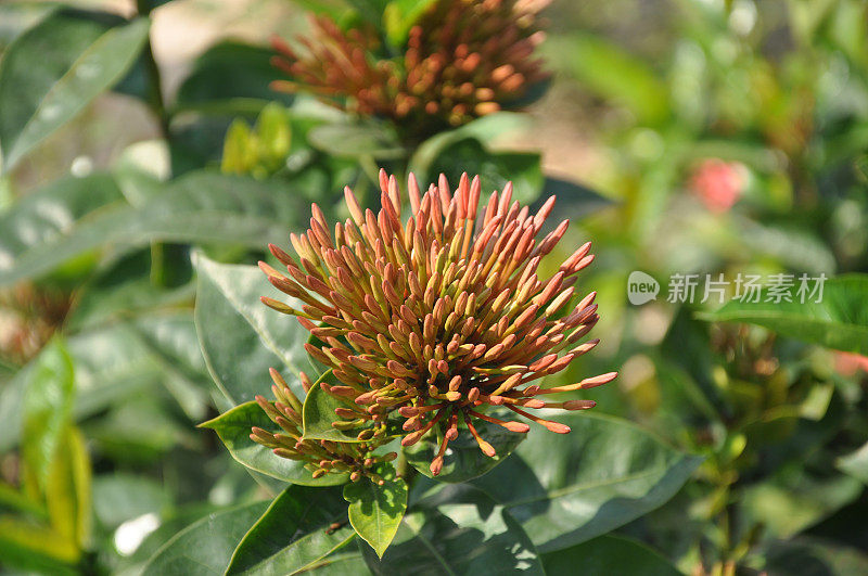 茂盛生长的红紫荆花蕾