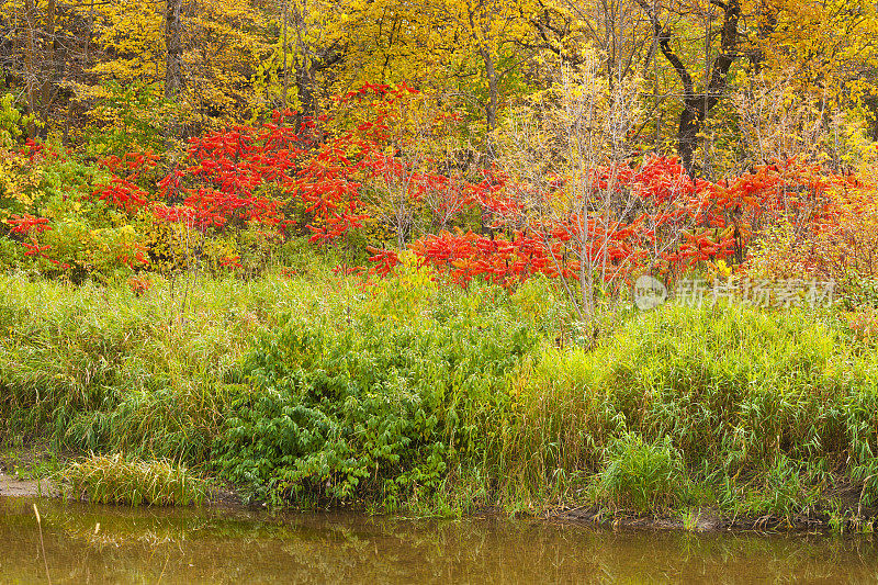 秋天的颜色:红色漆树