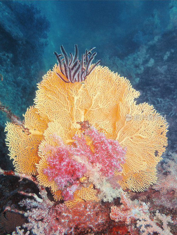 树珊瑚和羽毛星