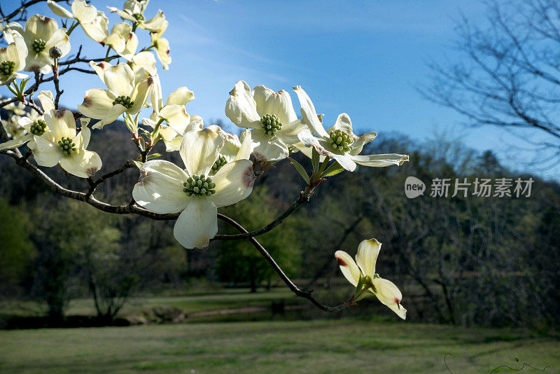 开花山茱萸分支