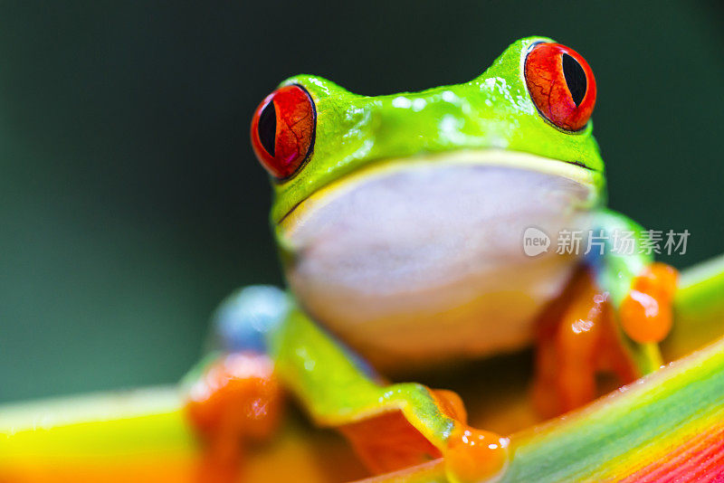 红眼树蛙爬在螺旋花上，哥斯达黎加动物