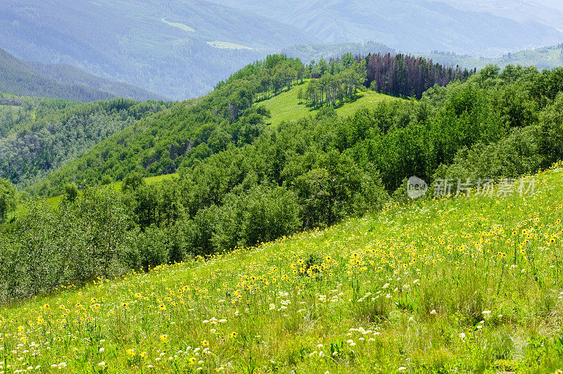 维尔科罗拉多夏季山景城