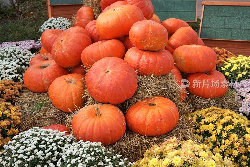 南瓜堆和菊花(dendrchrysanthemum)，万圣节