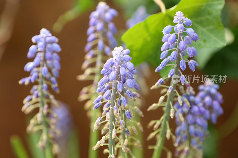 紫花植物特写