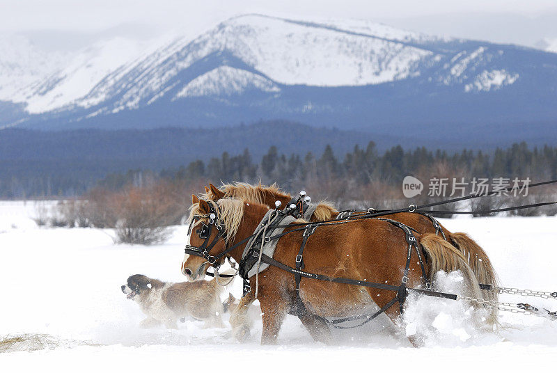 马在雪地里奔跑