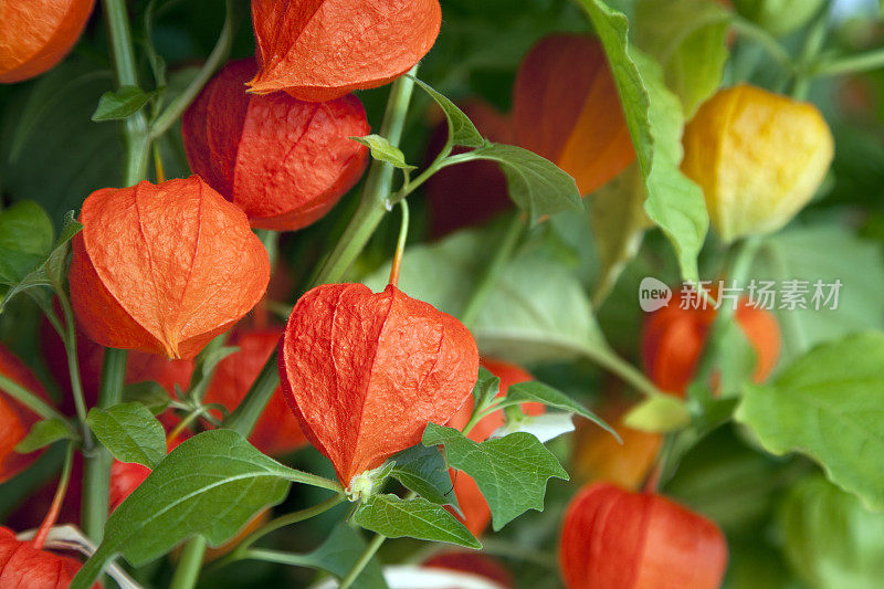 花园里的中国花灯