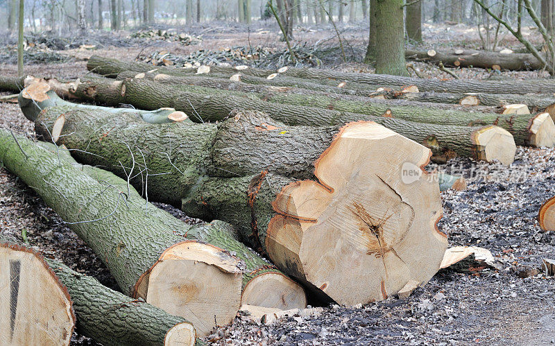 砍伐橡树的原木