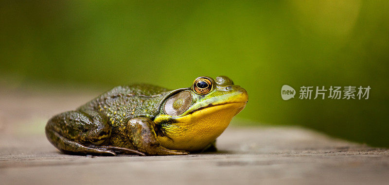 绿蛙(蛙蛙)