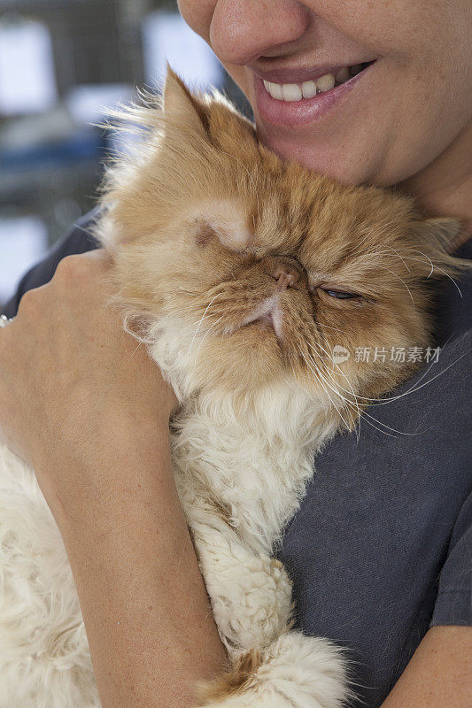 兽医技术员安慰受伤眼睛的波斯猫