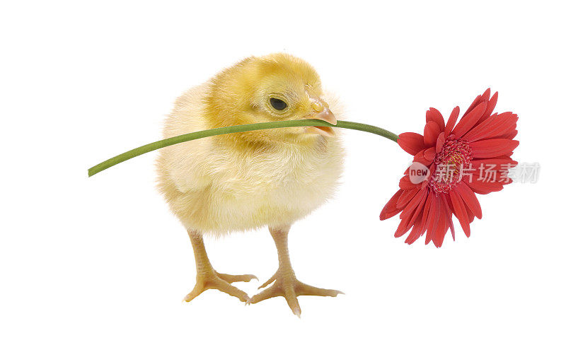 小鸡抱着雏菊