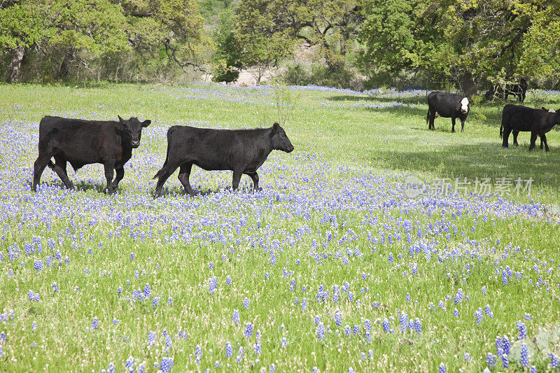 德克萨斯州矢车菊田里的黑色安格斯牛。