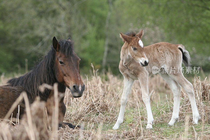 新森林小马驹和它的妈妈