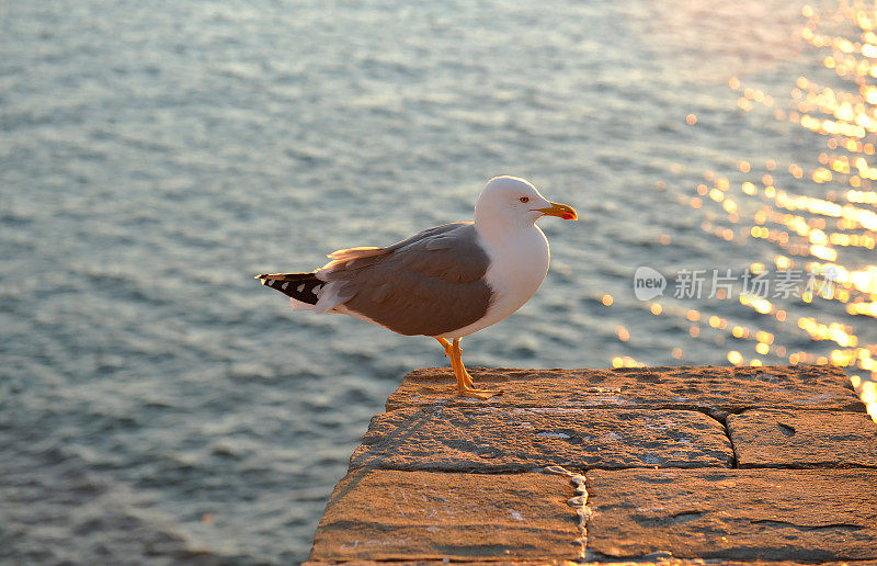 夕阳中的一只海鸥