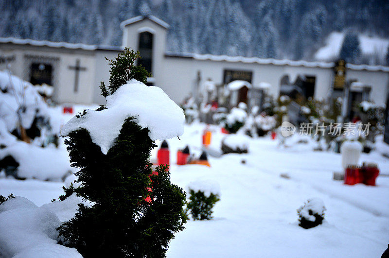 雪地上的树木