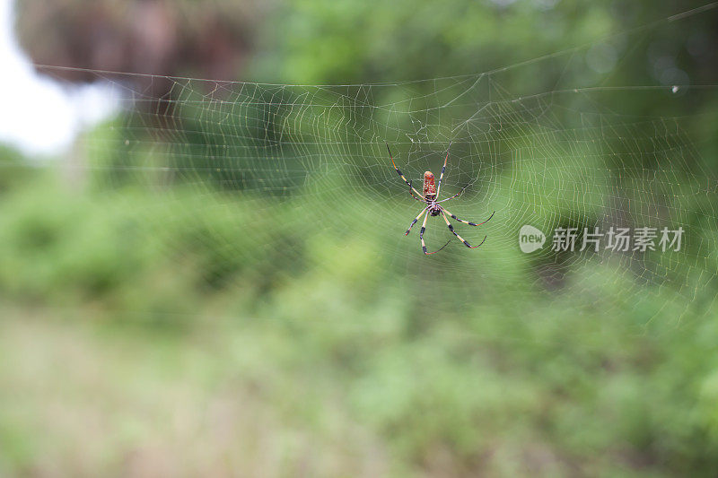 结网的大蜘蛛