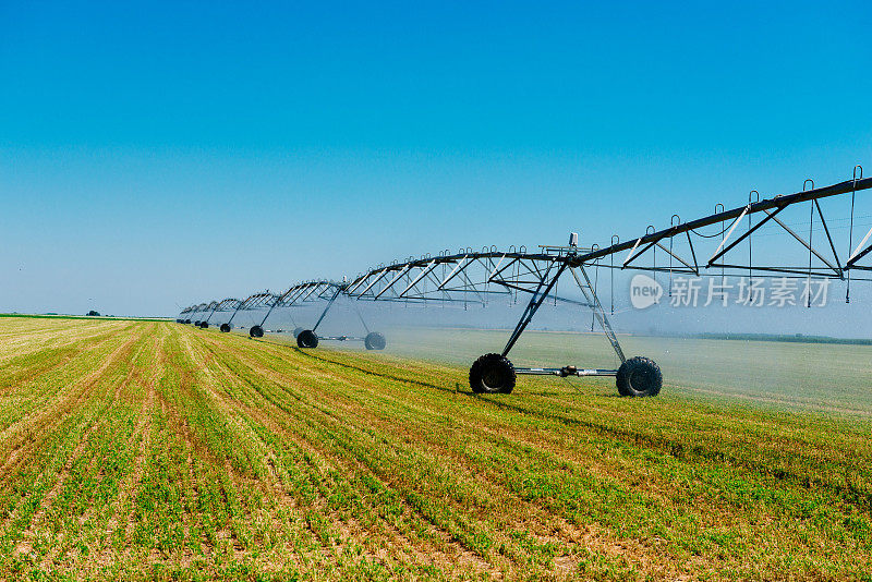 灌溉系统在夏季收获前灌溉小麦和作物