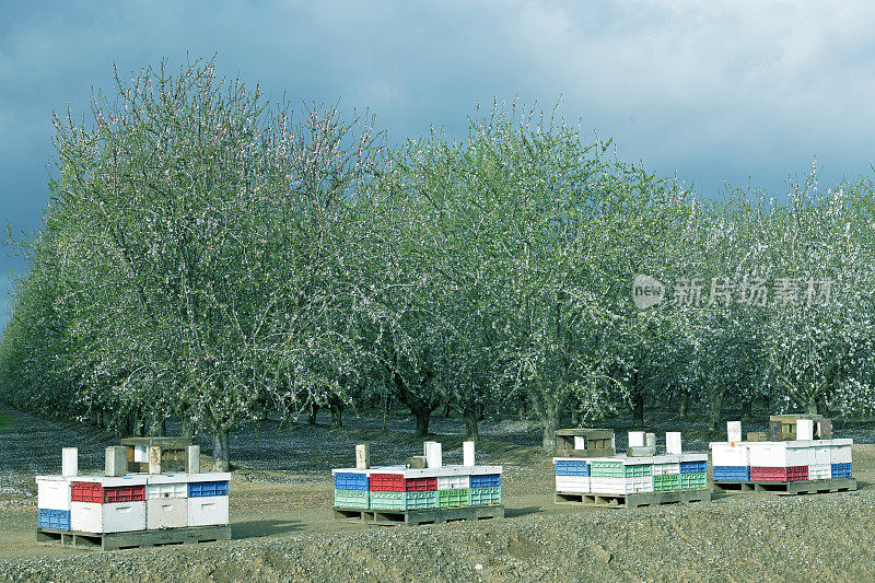 加利福尼亚中部的蜂箱和杏树园