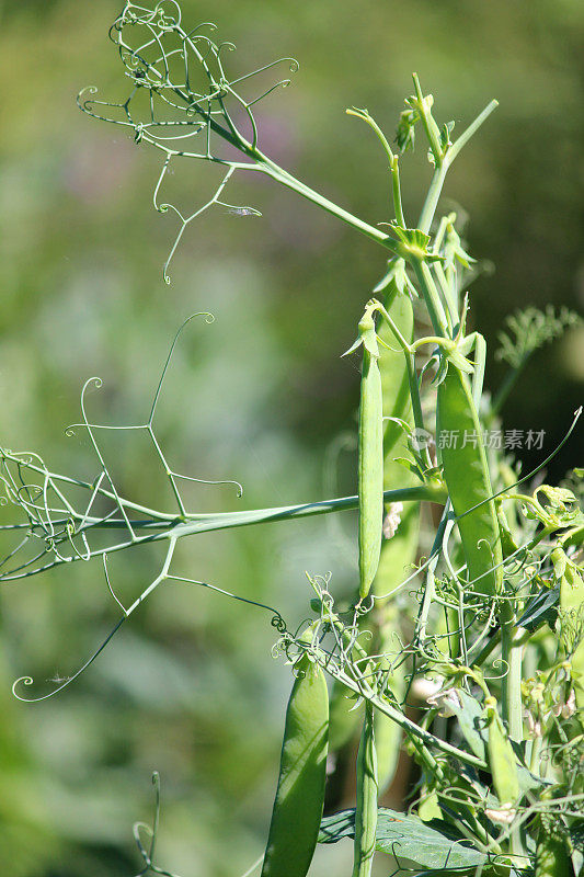 在蔬菜园里种植豌豆荚，豌豆植株