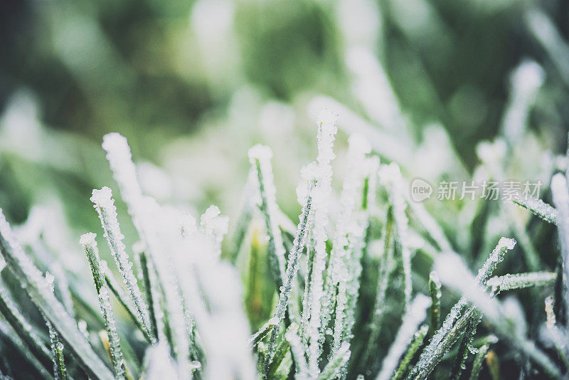 冬天初雪后冻住的草