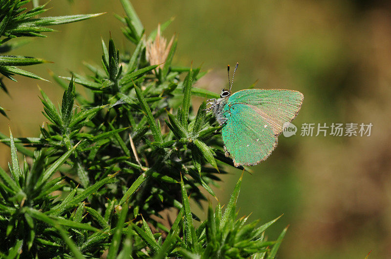 绿色条纹蝴蝶，英国